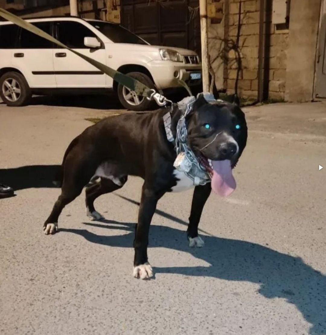 Photo of the dog