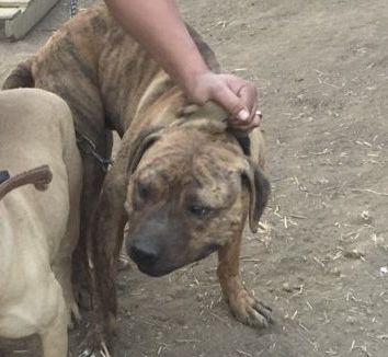 Photo of the dog