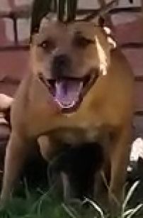 Photo of the dog