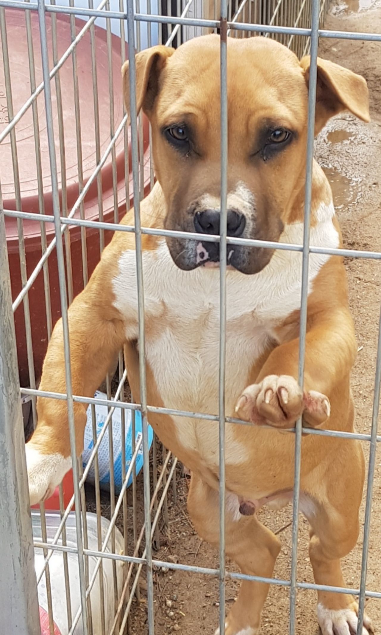 Photo of the dog