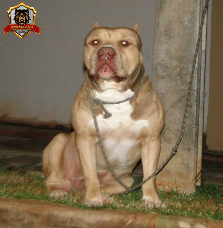 Photo of the dog