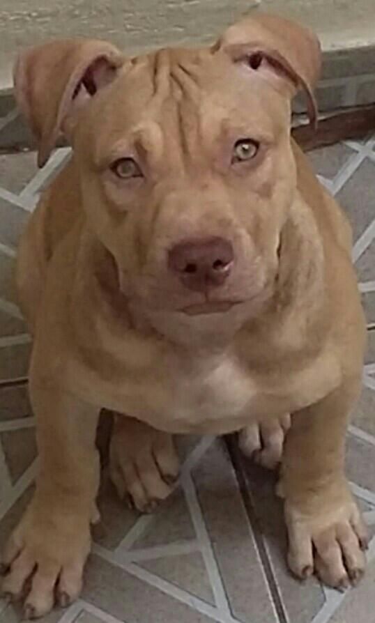 Photo of the dog