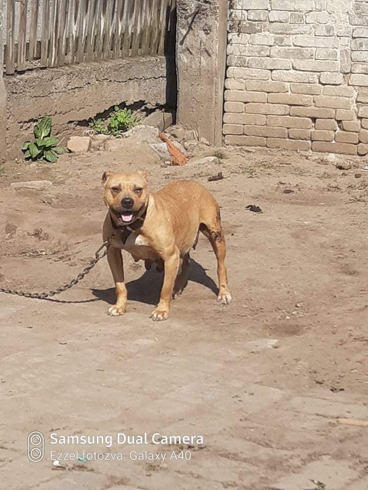 Photo of the dog