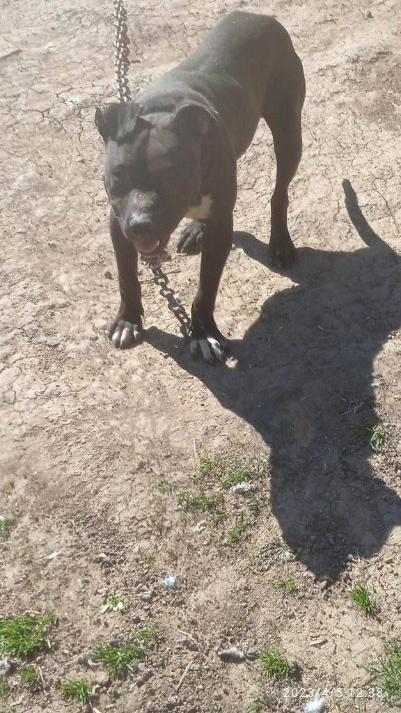 Photo of the dog