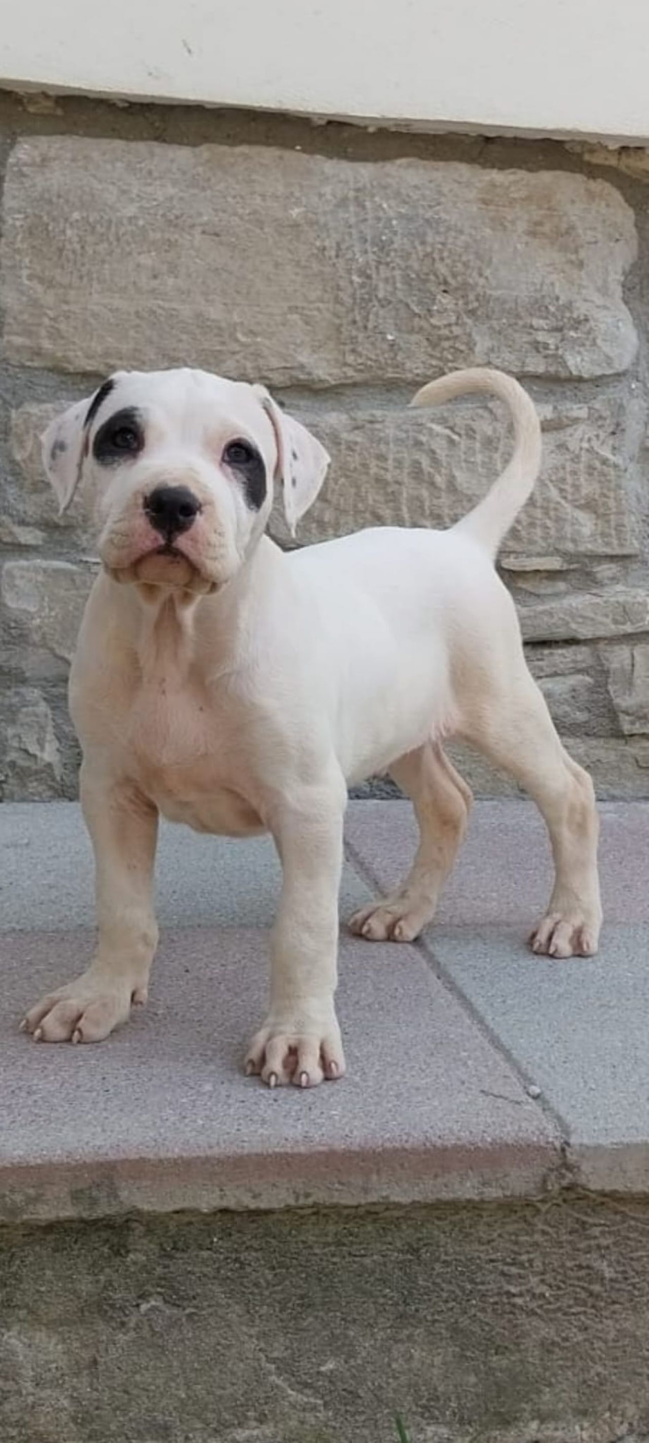 Photo of the dog