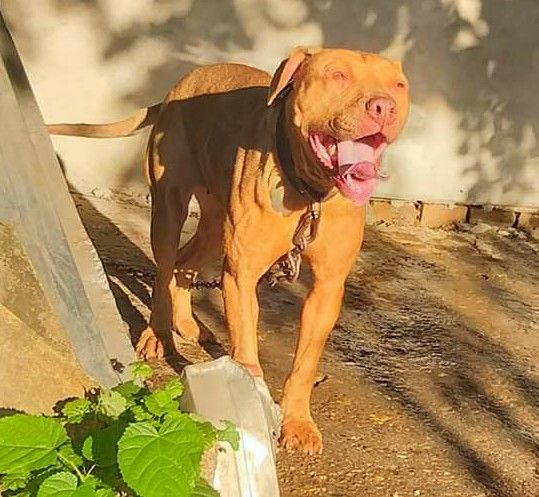 Photo of the dog