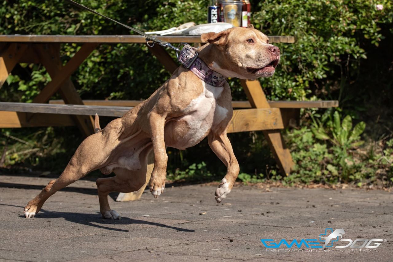 Photo of the dog