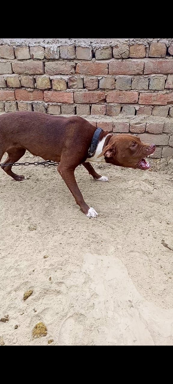 Photo of the dog