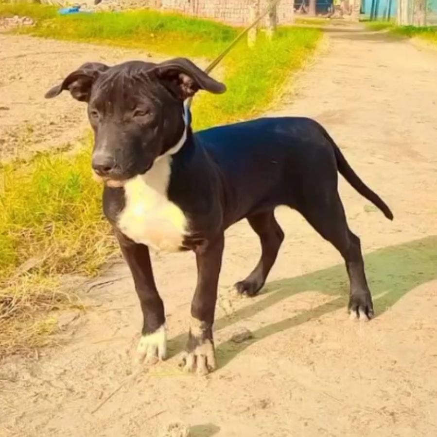 Photo of the dog