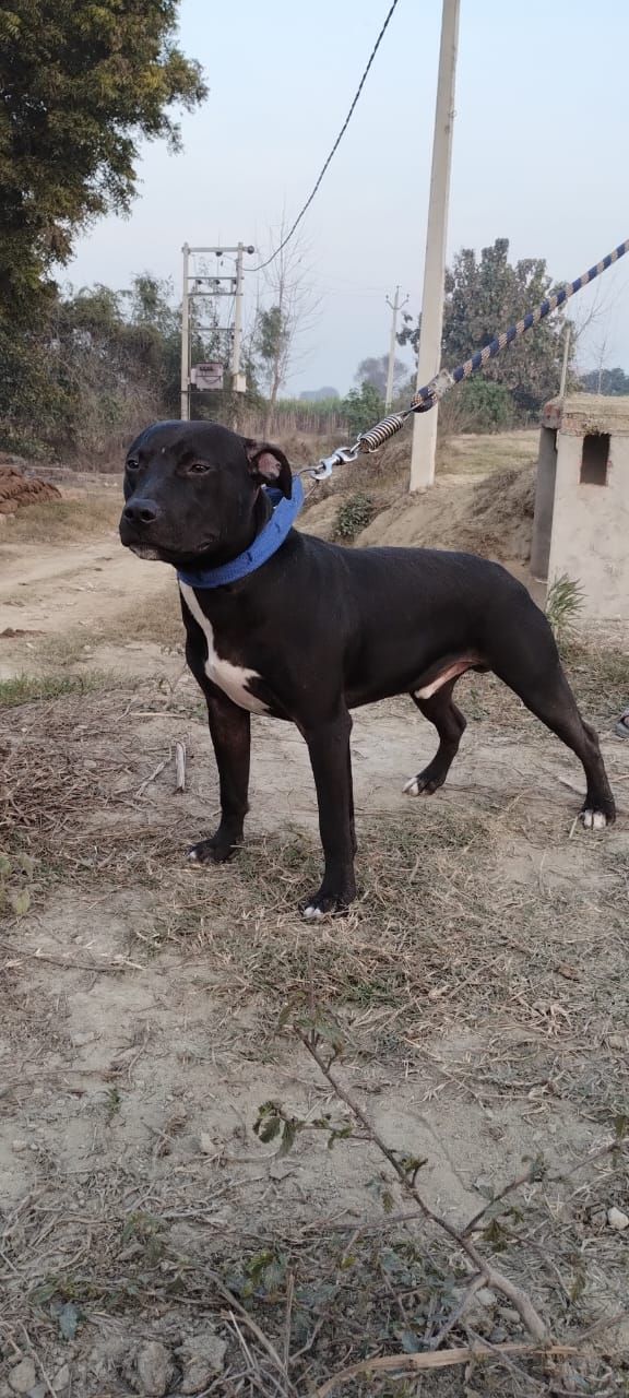 Photo of the dog