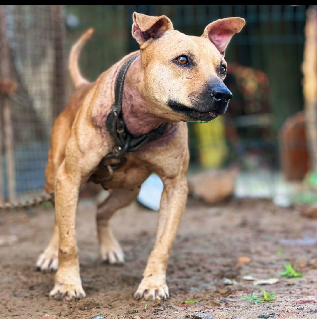 Photo of the dog