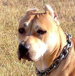 Photo of the dog