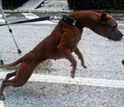 Photo of the dog
