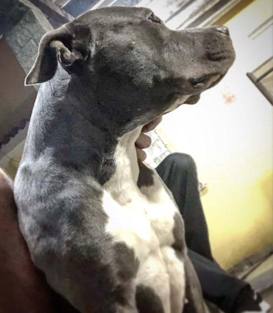 Photo of the dog