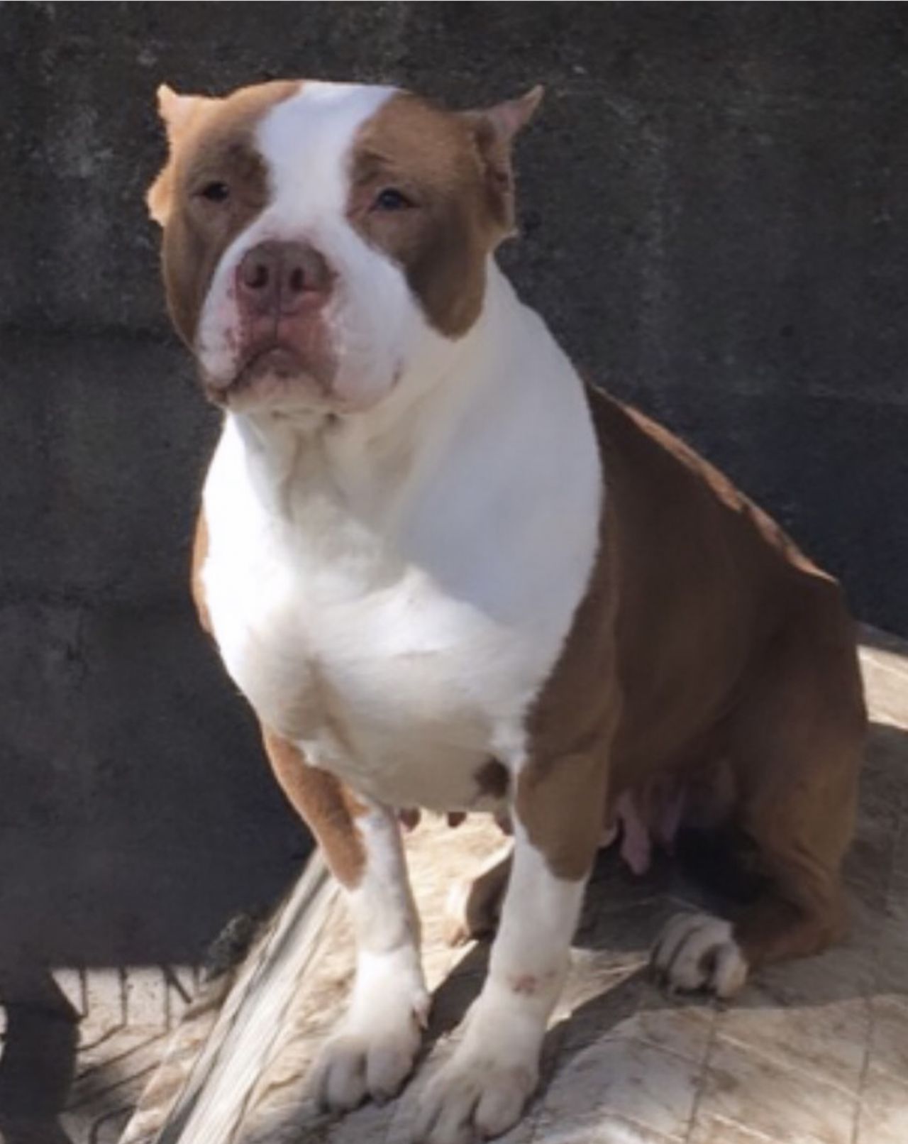 Photo of the dog