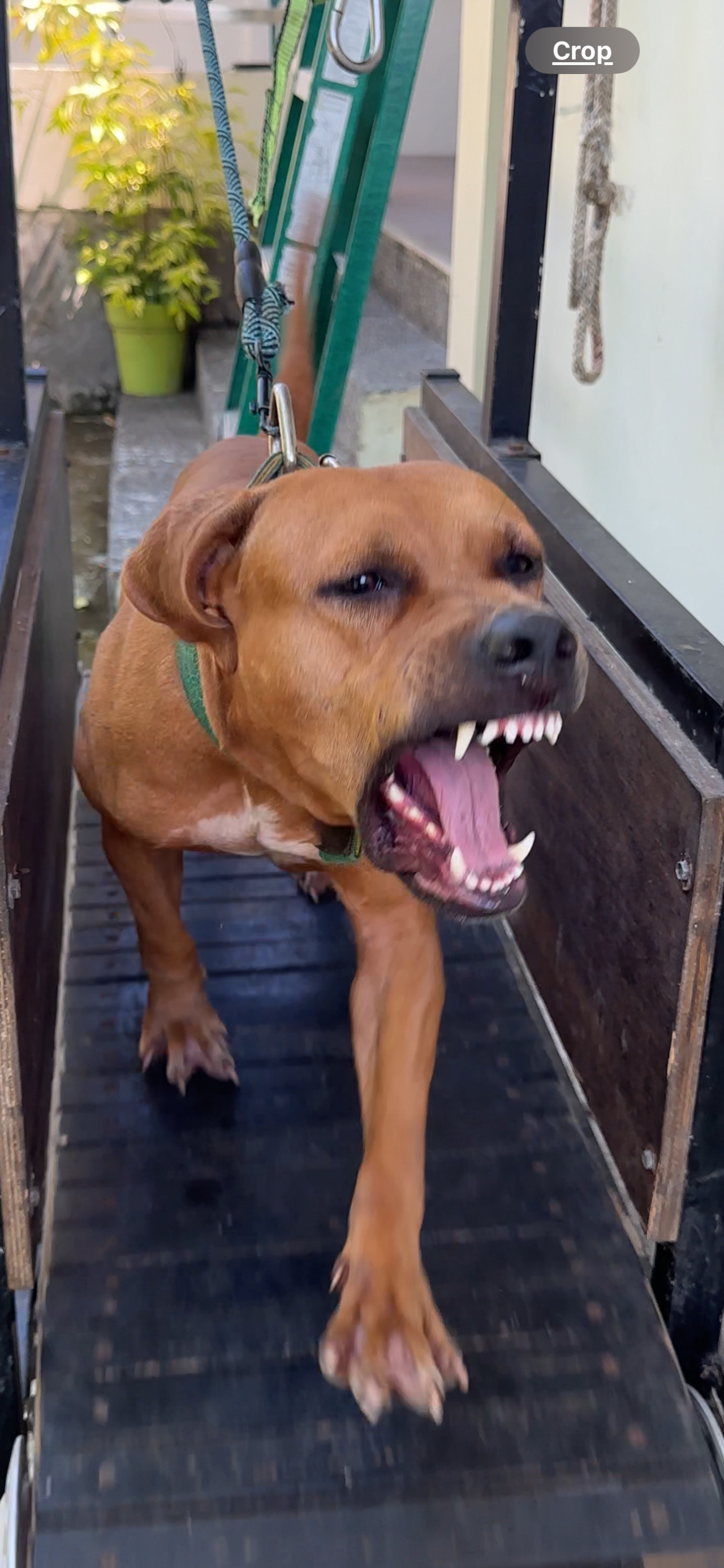 Photo of the dog