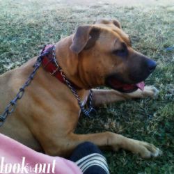 Photo of the dog