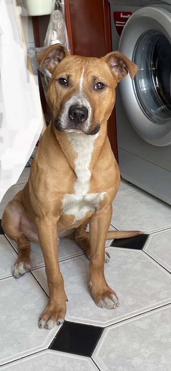 Photo of the dog