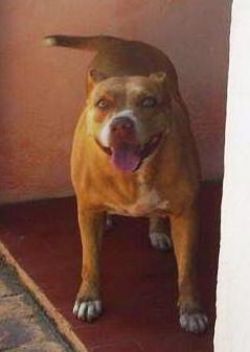 Photo of the dog