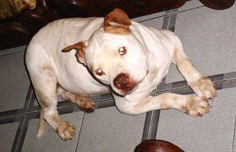 Photo of the dog