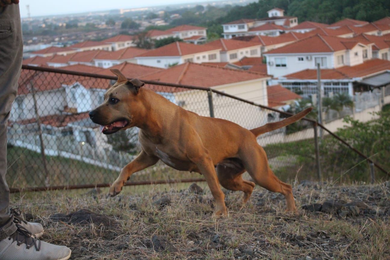 Photo of the dog