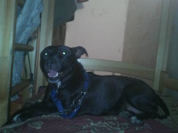 Photo of the dog