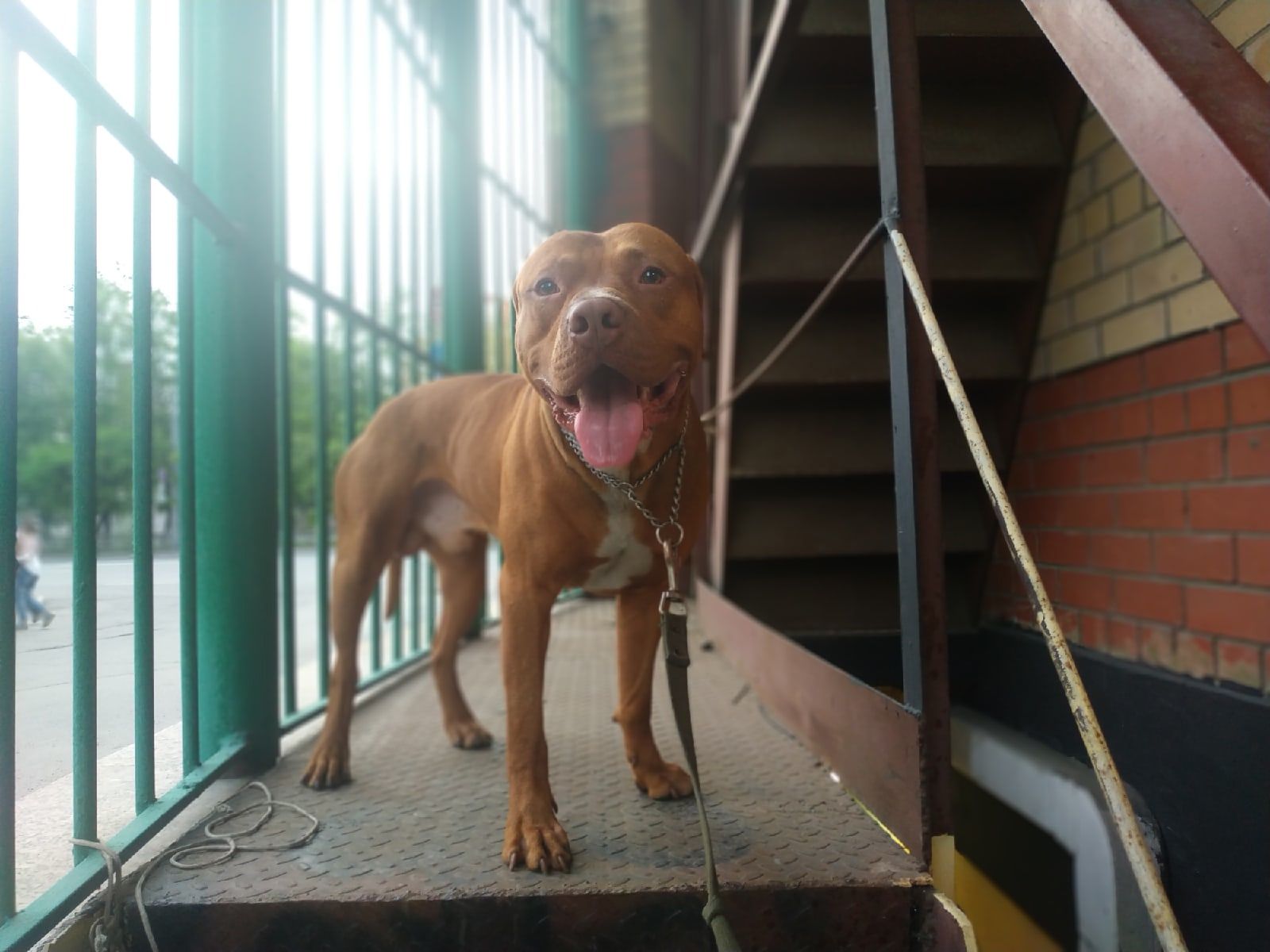 Photo of the dog