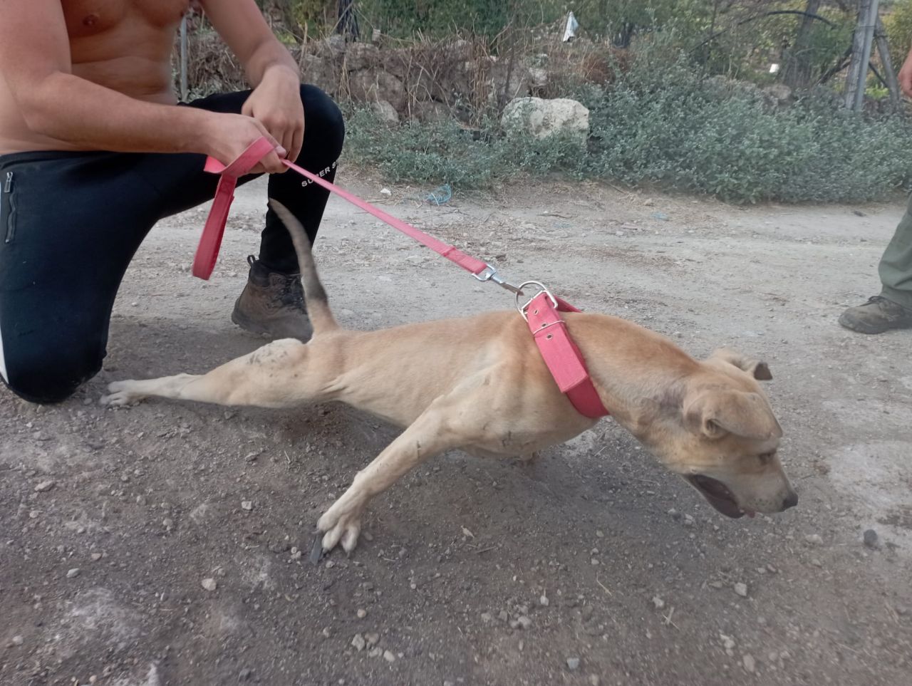 Photo of the dog