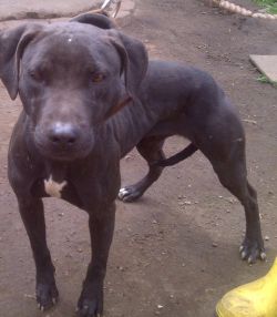 Photo of the dog