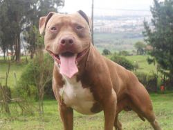 Photo of the dog
