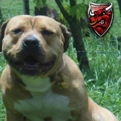 Photo of the dog