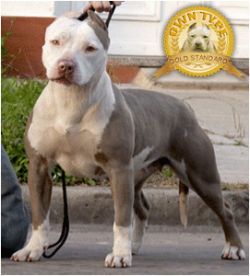 Photo of the dog