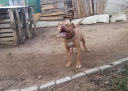 Photo of the dog