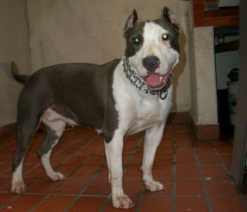Photo of the dog