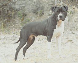 Photo of the dog