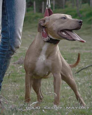 Photo of the dog