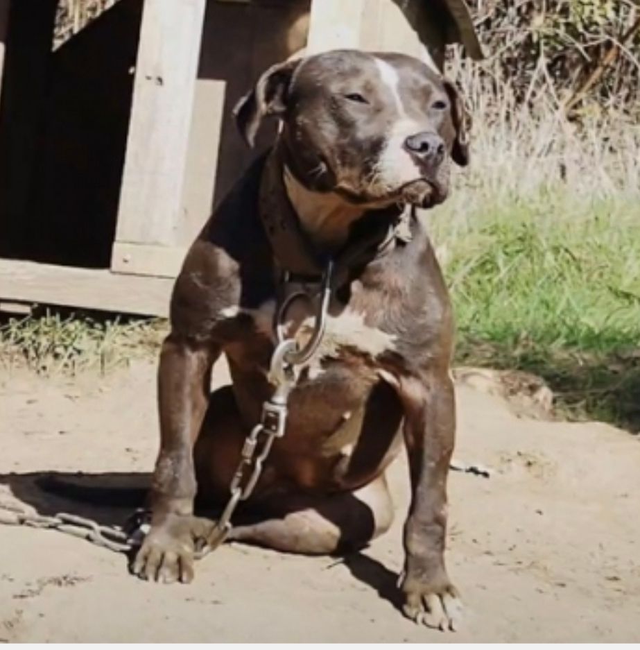 Photo of the dog
