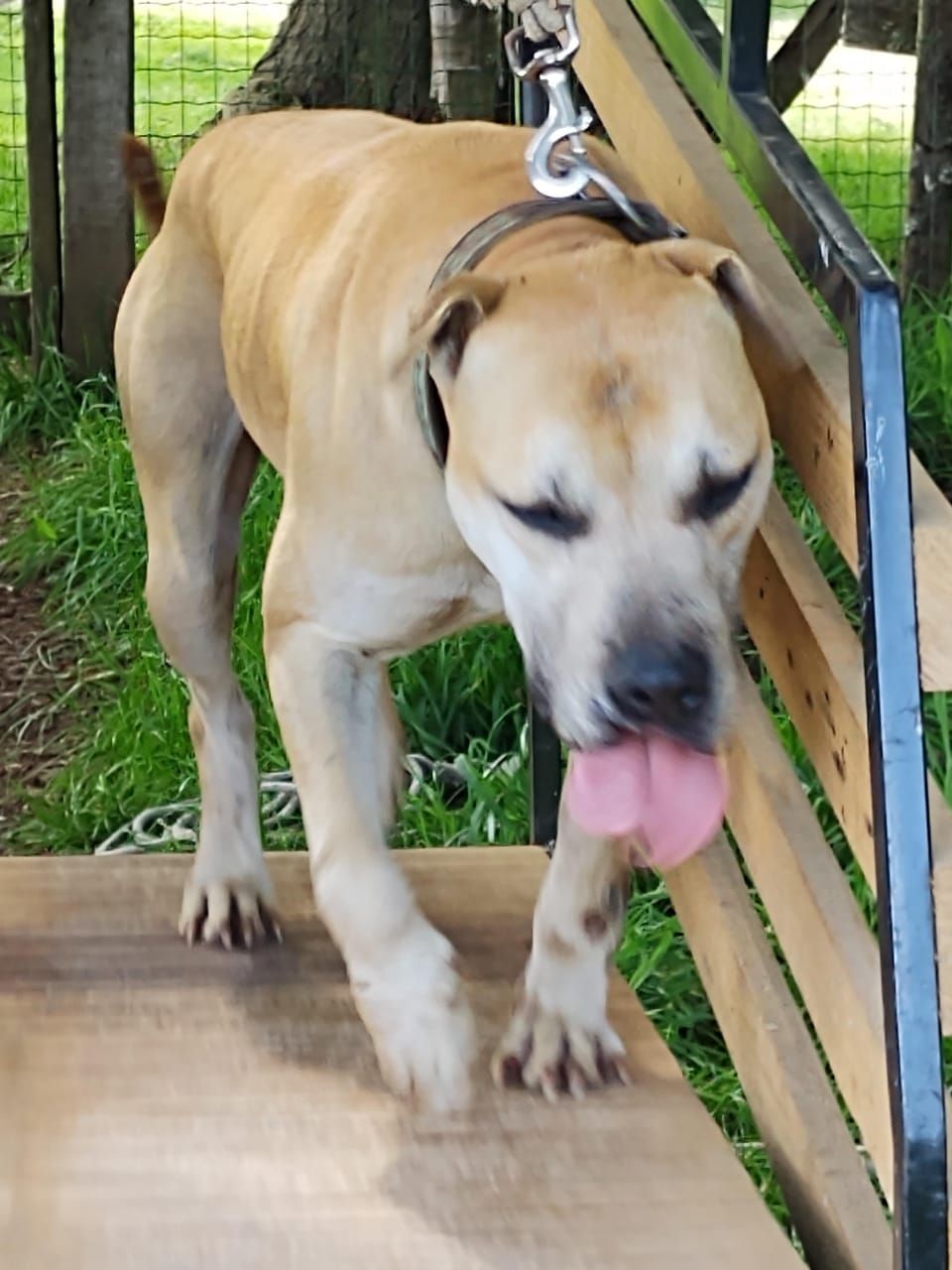 Photo of the dog