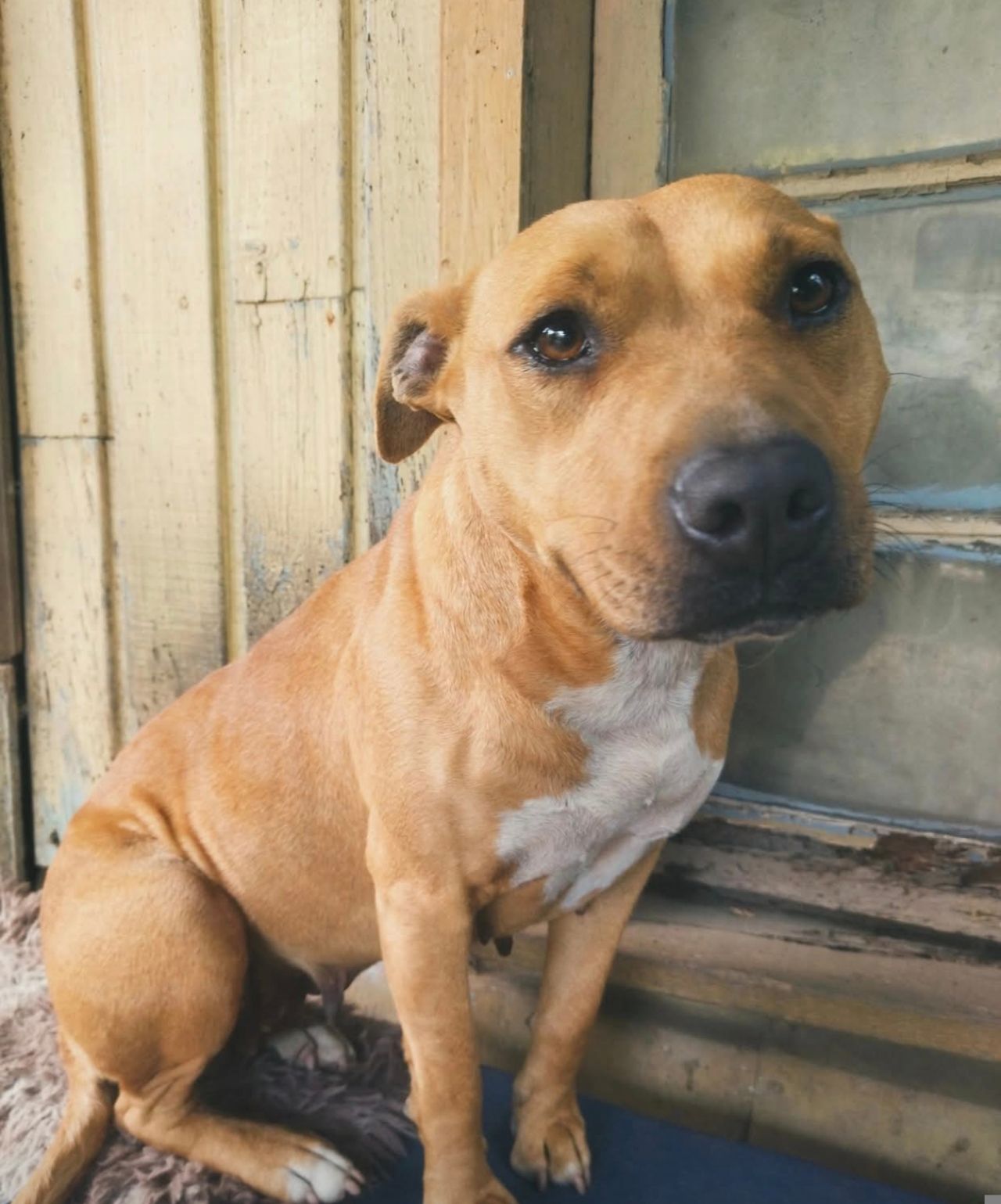 Photo of the dog