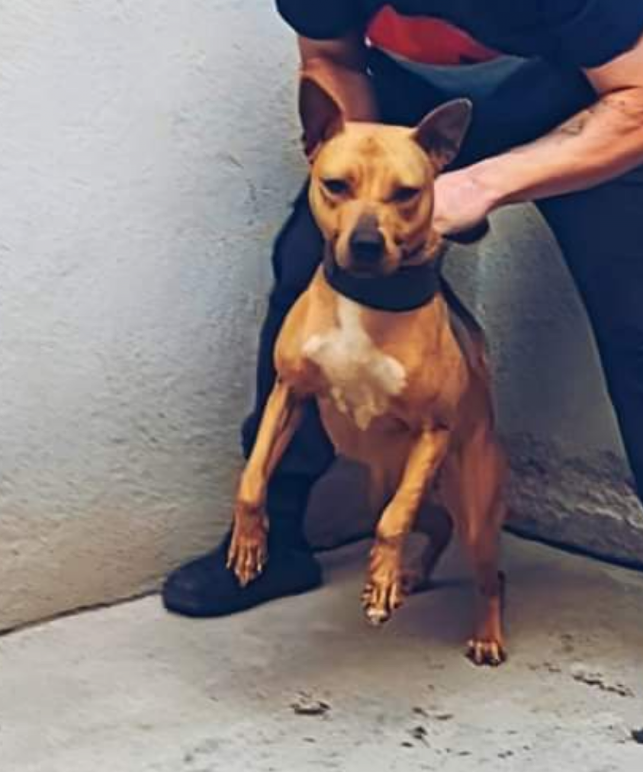 Photo of the dog