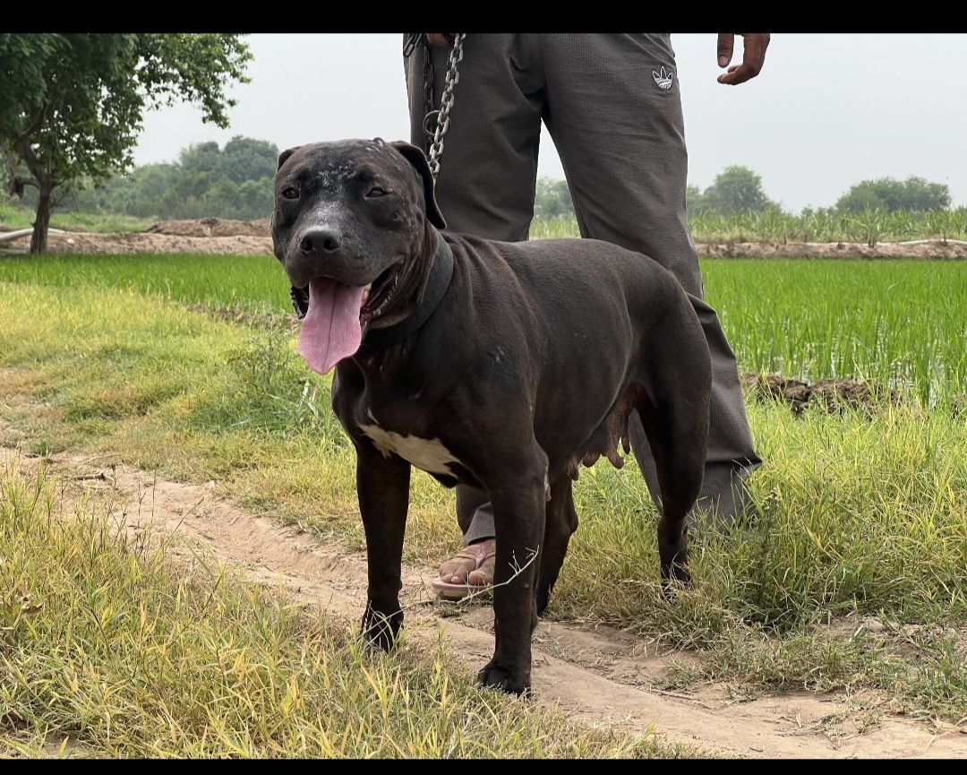 Photo of the dog