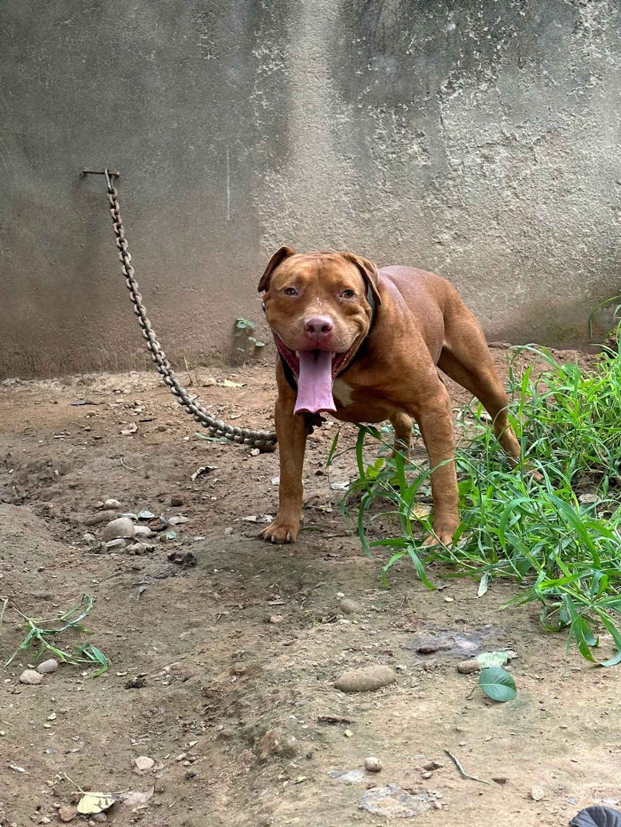 Photo of the dog