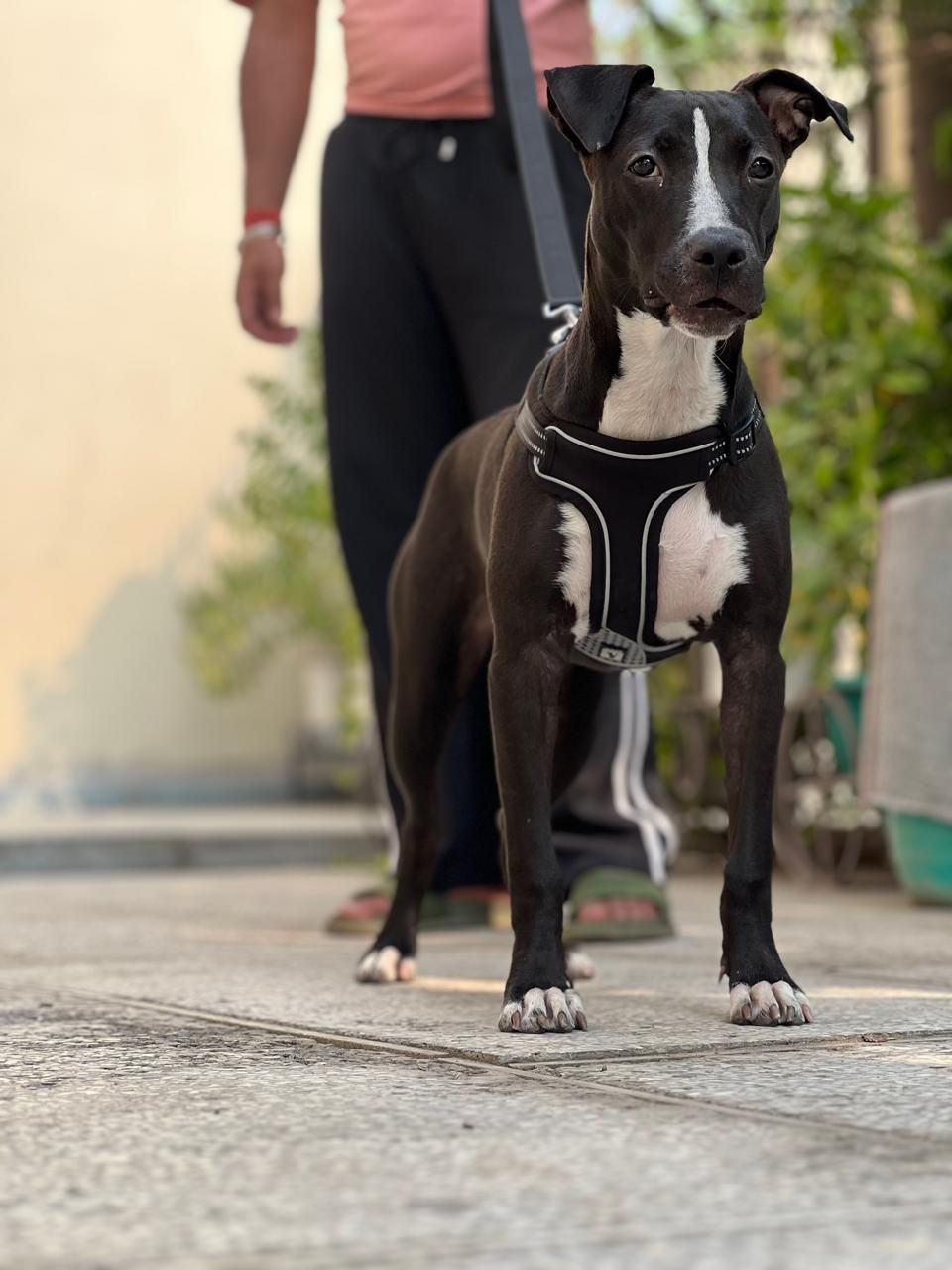 Photo of the dog