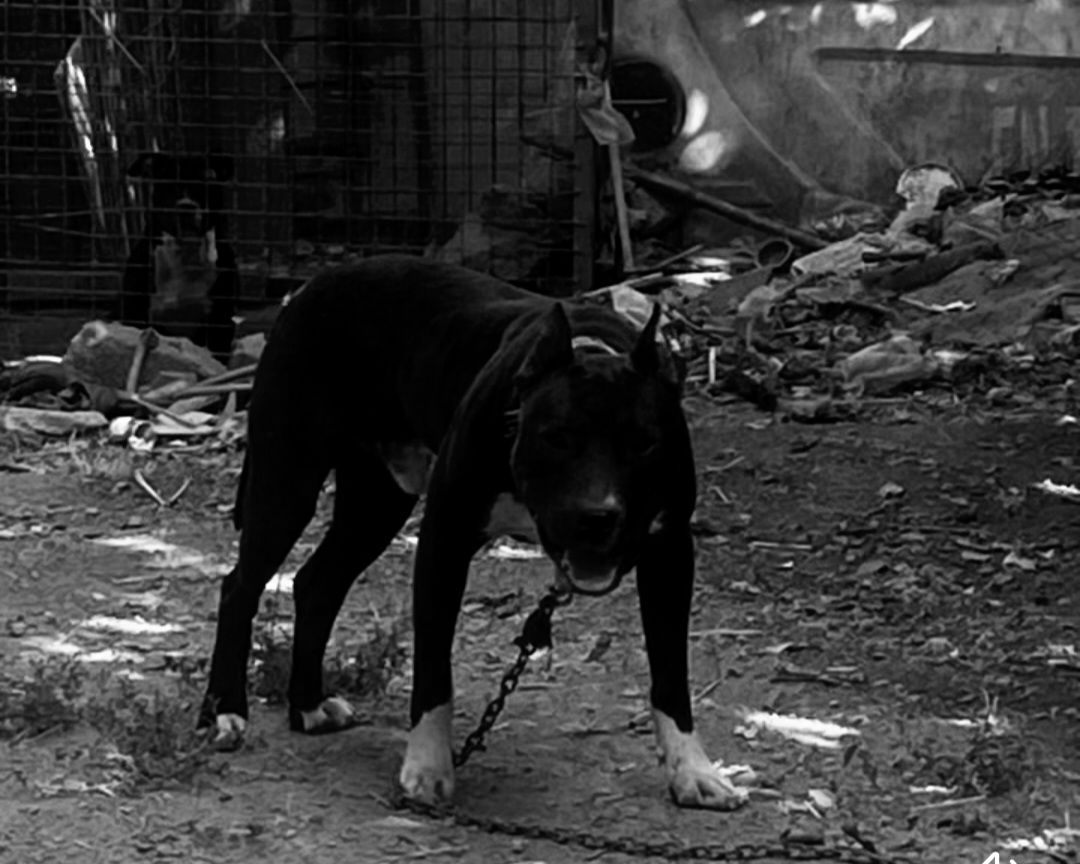 Photo of the dog