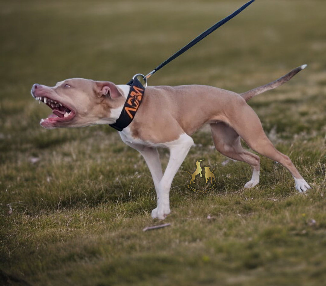 Photo of the dog