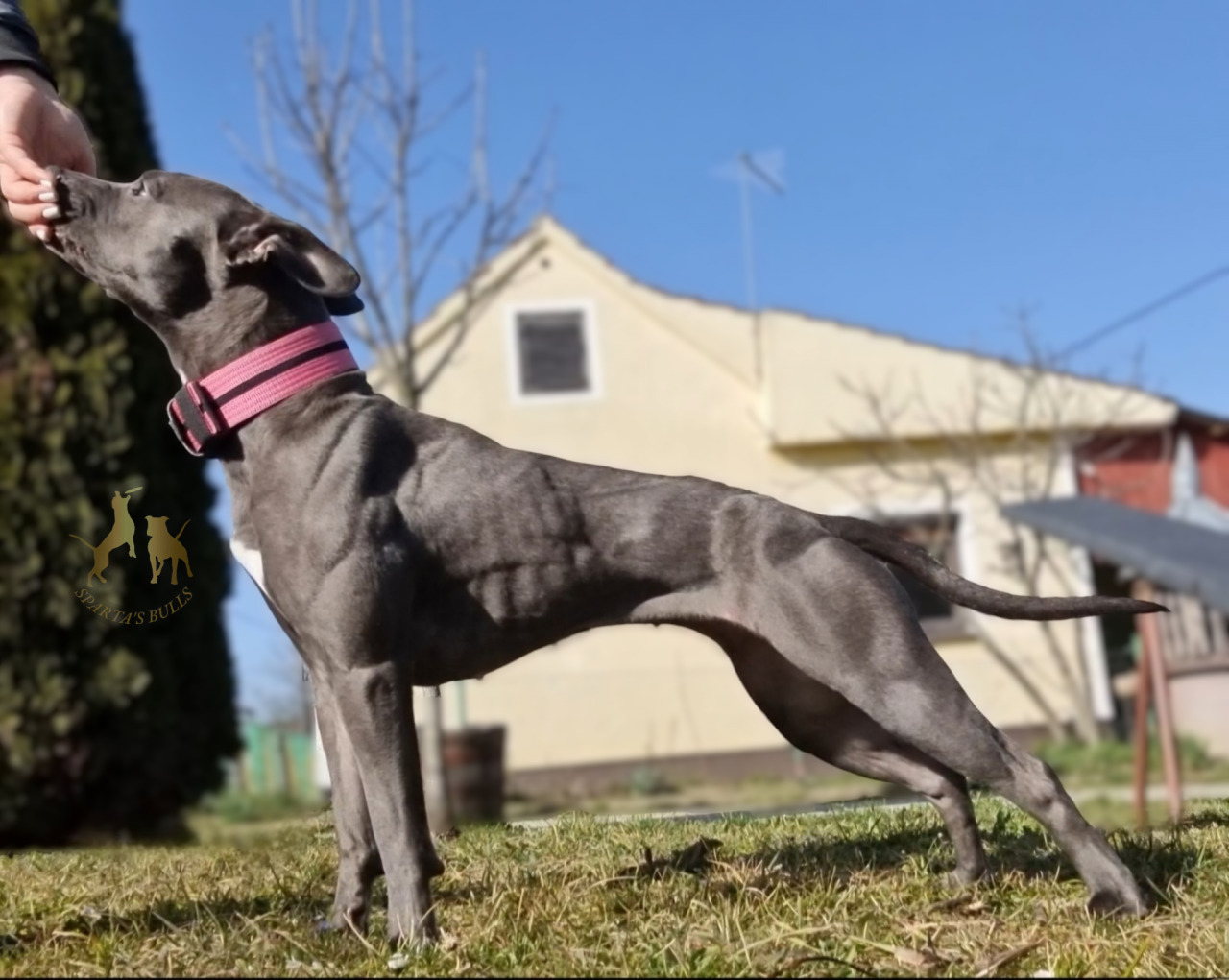 Photo of the dog