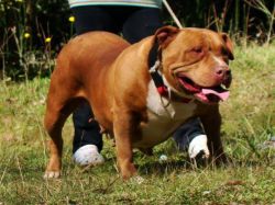 Photo of the dog