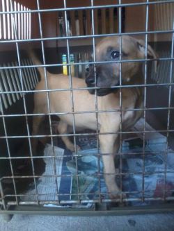 Photo of the dog