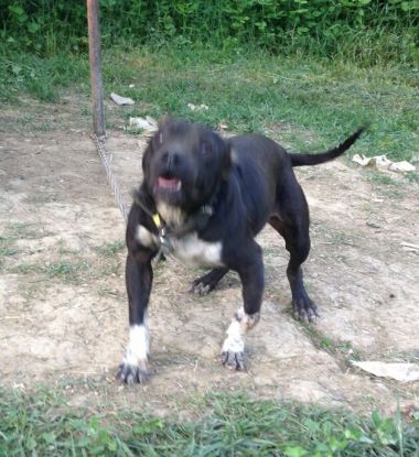 Photo of the dog