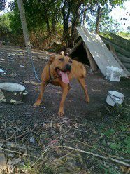 Photo of the dog